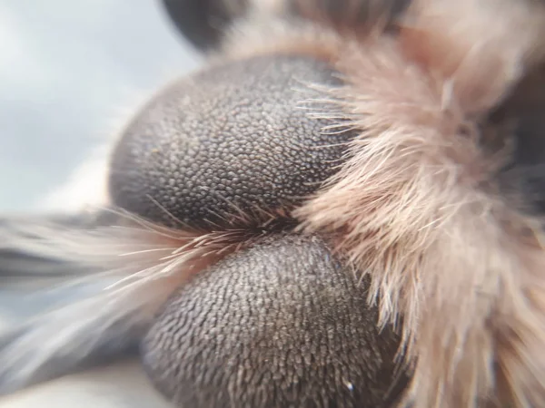 Perro Patas Super Macrofotografía — Foto de Stock