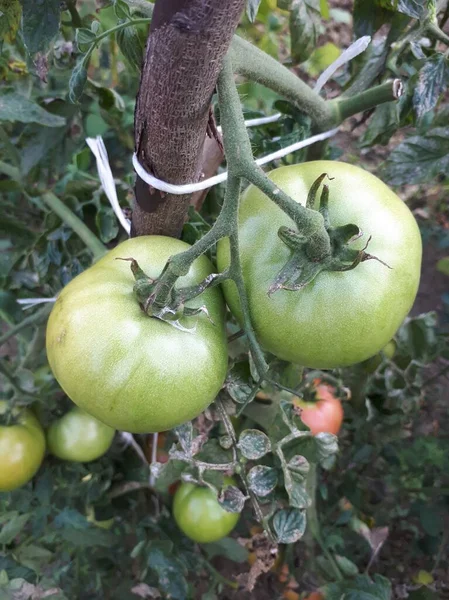 Tomates Vertes Poussant Dans Une Serre — Photo