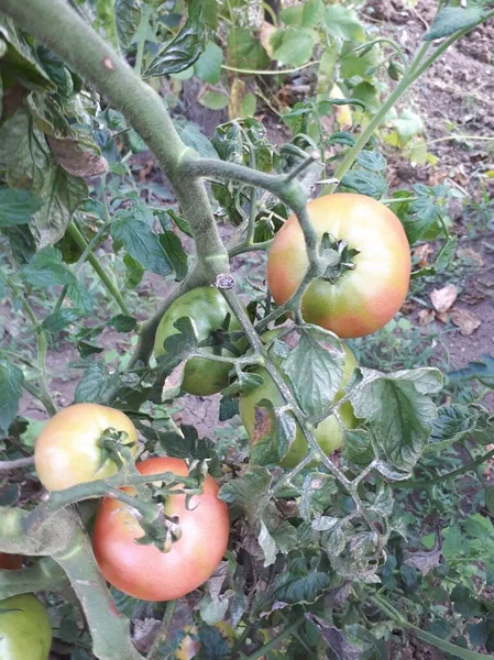 Tomates Vertes Poussant Sur Vin — Photo