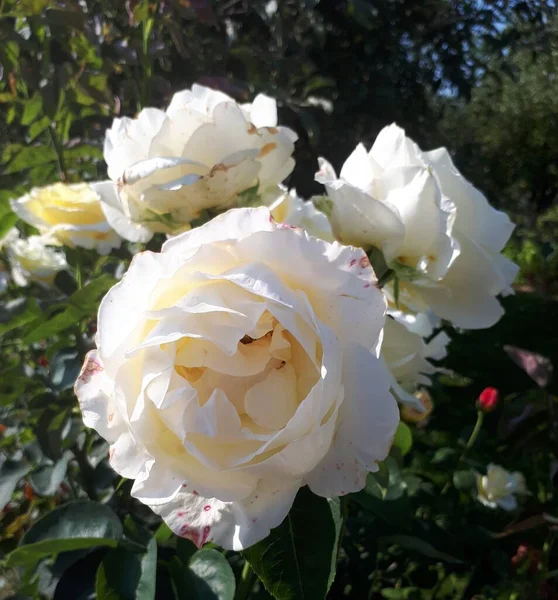 Güller Aşk Sembolü Güller Aşıklar Günü Için Beyaz Güller Bahçede — Stok fotoğraf