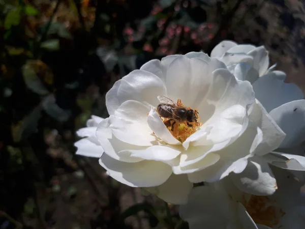 Bal Arısı Beyaz Gül Çiçeğinde Polen Topluyor — Stok fotoğraf