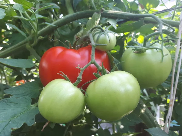 Ωριμάζουν Βιολογικές Κόκκινες Ντομάτες Στον Κήπο Φθινοπωρινή Συγκομιδή Φρέσκα Λαχανικά — Φωτογραφία Αρχείου