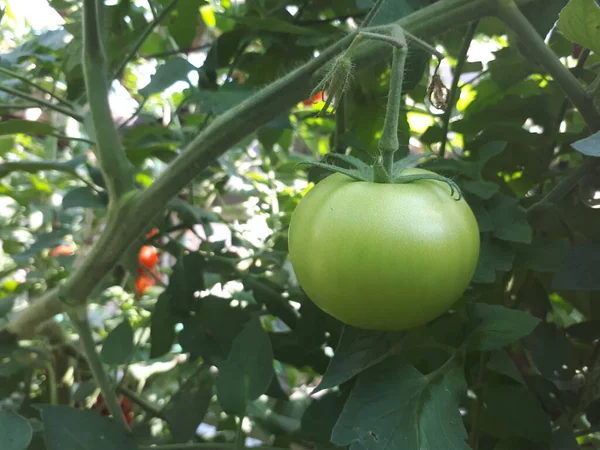 Green Yet Ripe Meat Tomatoes Tomato Bush — Stock Photo, Image