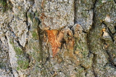 meşe kabuğu kaplama dokusu