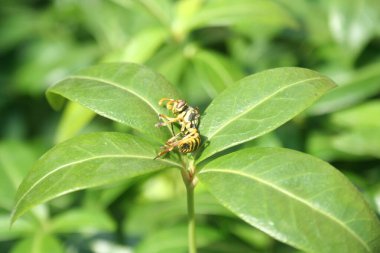 Yeşil yaprağın üzerindeki ölü eşek arısı