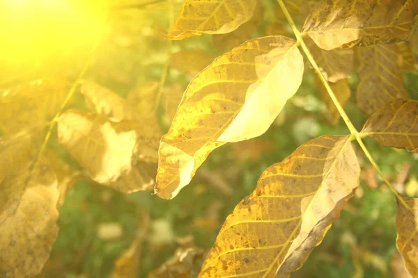 Folhas Outono Sol Queda Desfocada Fundo — Fotografia de Stock