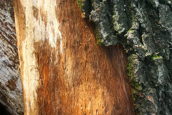 Wytłaczana Faktura Brązowej Kory Drzewa Zielonym Mchem Porostem Niej — Zdjęcie stockowe