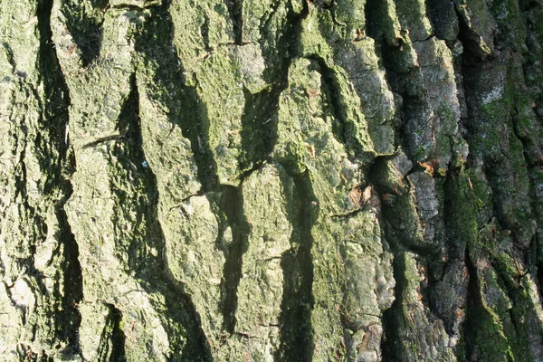 Razítkovaná Textura Hnědé Kůry Stromu Zeleným Mechem Lišejníkem — Stock fotografie