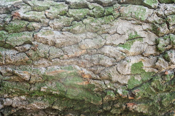 Textura Madeira Prancha Como Fundo Natural — Fotografia de Stock