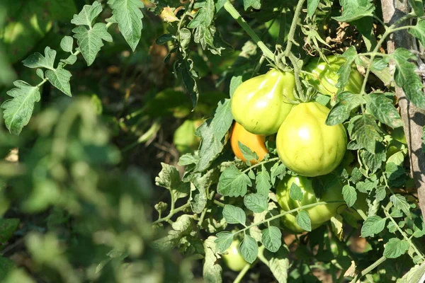 Plantación Tomate Ecológico Jardín Fruto Tomates Para Cosecha Por Trabajo —  Fotos de Stock