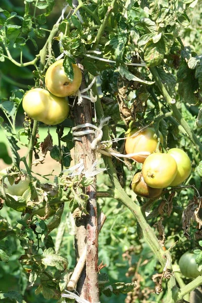 Pomodori Acerbi Che Crescono Cespuglio Nel Giardino — Foto Stock