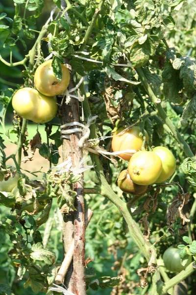 Pomodori Verdi Acerbi Che Crescono Una Serra Pomodori Verdi Ramo — Foto Stock