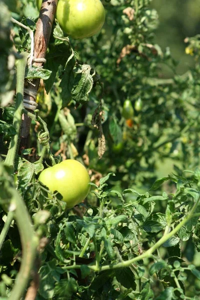 토마토 나무에 진딧물 — 스톡 사진