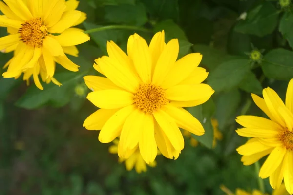 Héliopsis Helianthoides Belle Fleur Jaune Sur Fond Flou Fleur Sauvage — Photo