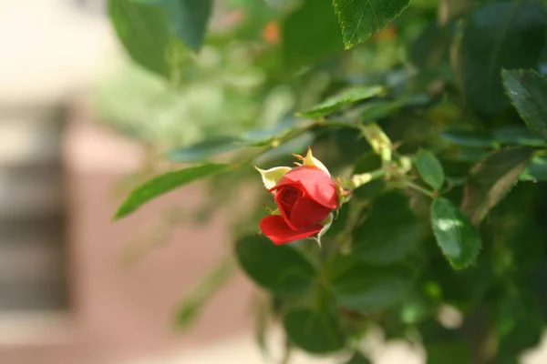 Hermosas Rosas Jardín Rosas Para San Valentín — Foto de Stock