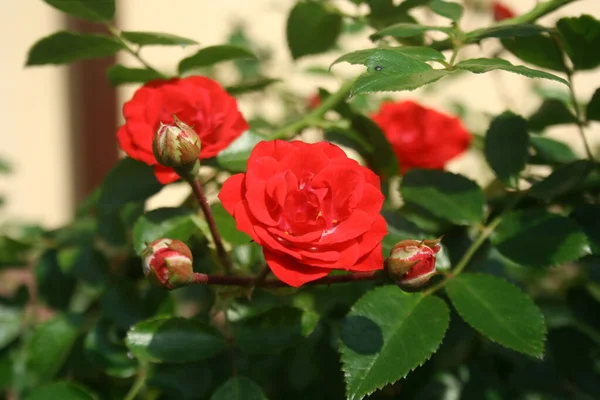 Rosas Jardín Primer Plano Brotes Sin Abrir Flor — Foto de Stock