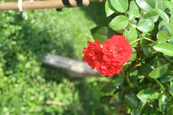 Bahçedeki Kırmızı Güllerin Ayrıntıları — Stok fotoğraf