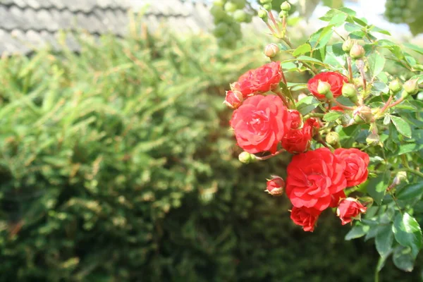 Ramo Rosas Rojas Jardín — Foto de Stock