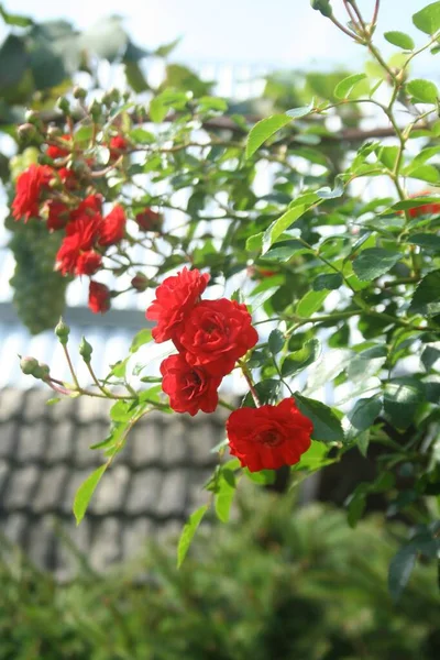 Kırmızı Gül Çiçeği Arka Planda Gül Bahçesinde Çiçeklenme — Stok fotoğraf
