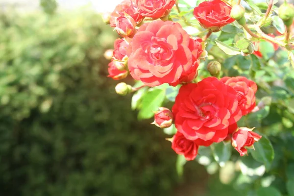 Bahçedeki Şubede Kırmızı Gül — Stok fotoğraf