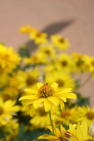 Fiore Giallo Giardino Occhio Bue Liscio Falso Girasole Heliopsis Helianthoides — Foto Stock