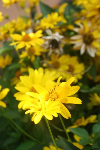 Сад Красивою Клумбою Жовтого Геліопсису — стокове фото