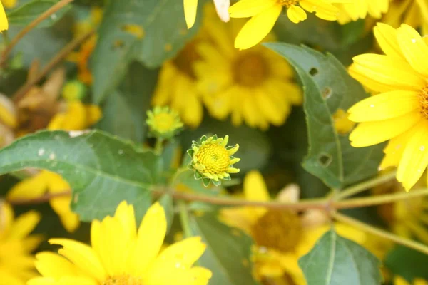 Heliopsis Helianthoides Falso Girassol Bela Flor Jardim Laranja Amarela — Fotografia de Stock