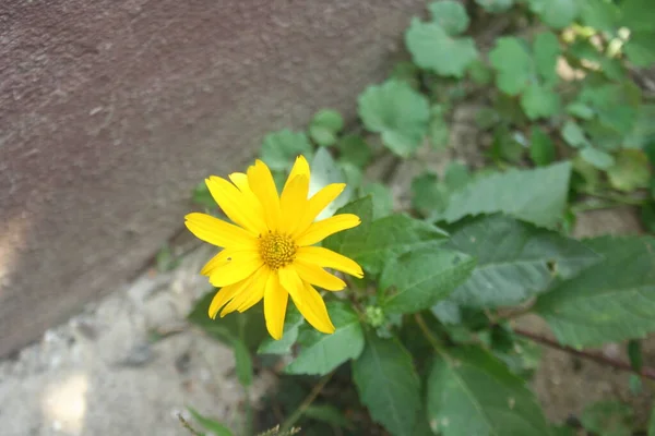 Heliopsis Helianthoides Falso Girasole Bellissimo Giallo Arancio Giardino Fiore — Foto Stock