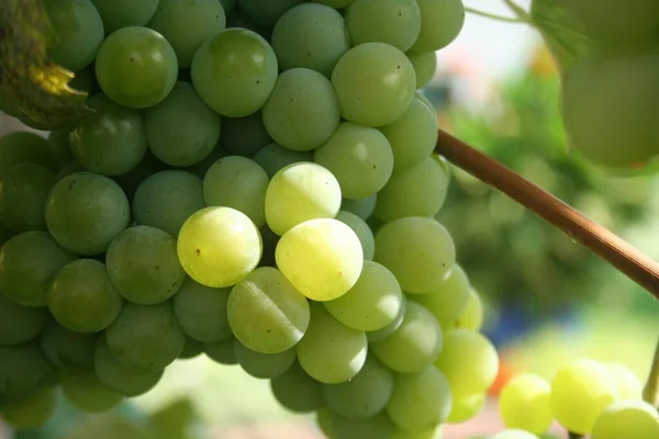 Weinrebe Und Weiße Trauben Garten Des Weinbergs — Stockfoto
