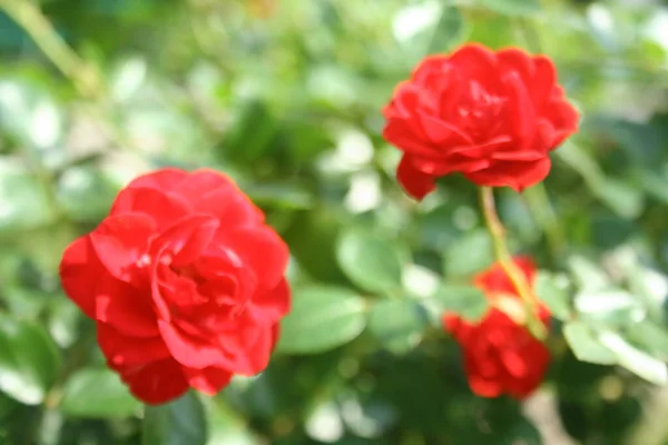 Rosas Rojas Desenfocadas Jardín Para Fondo — Foto de Stock
