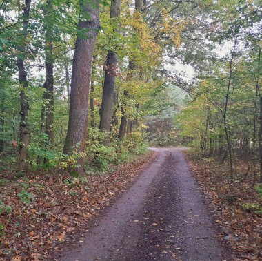 Renkli orman yolu. Şahane görüntüler. Sonbahar renkleri, yeşil, kırmızı, sarı, renkli yapraklar.