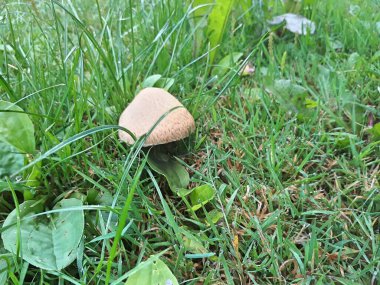 Yeşil çimenlerdeki mantar büyümesi, arka plandaki mantar köyü gibi hissettiriyor.