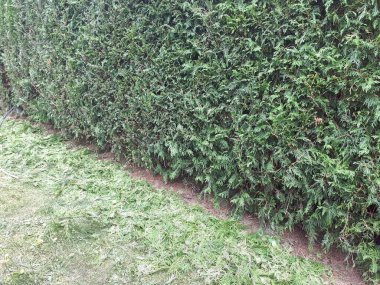 Yeşil Çit, yüksek thuja peyzaj elementinin çiti.
