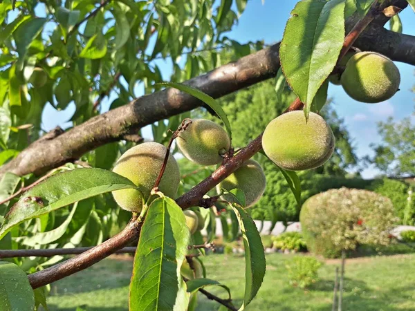 Peaches Growing Tree — Stock Photo, Image
