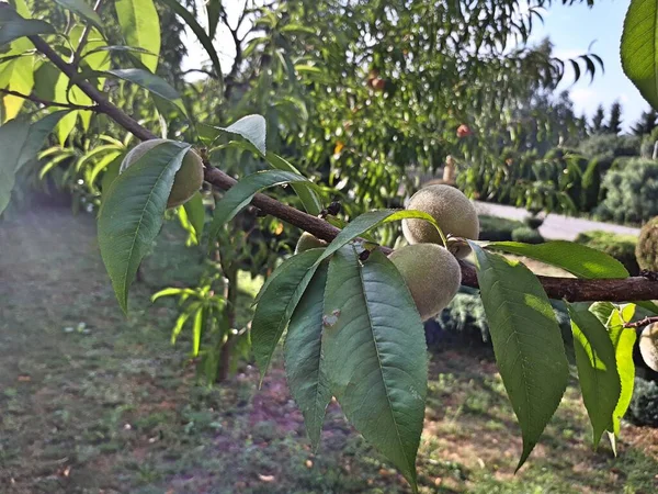 Green Fresh Peach Tree Nature — Stock Photo, Image