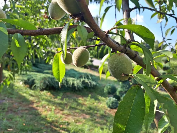Green Fresh Peach Tree Nature — Stock Photo, Image