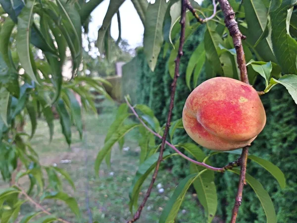 One Peach Tree Orchard — Stock Photo, Image