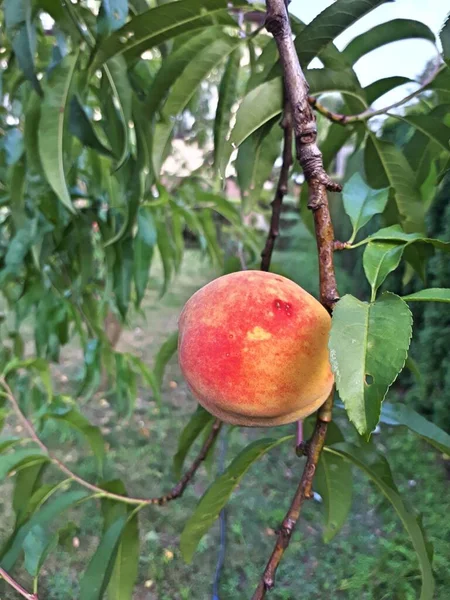 Natural fruit. Peaches on peach tree branches