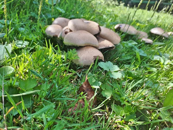 草场背景下的蘑菇 — 图库照片
