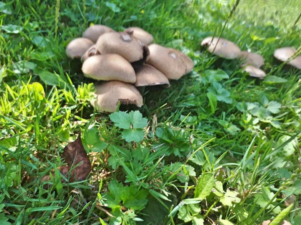 Ripe Mushroom Green Grass Vintage Toned Photo Summer Forest Scene — Stock Photo, Image