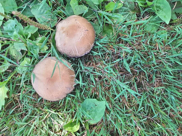 一群蘑菇在草坪 草的绿色背景上 草丛中的褐色蘑菇毒菌特大号 — 图库照片