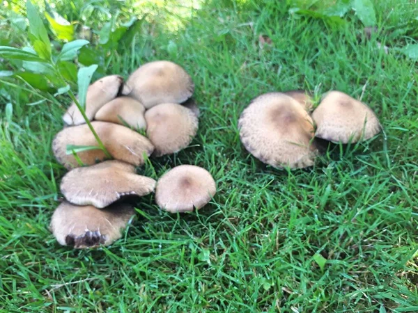 Grupo Setas Sobre Fondo Verde Césped Hierba Taburete Setas Marrones —  Fotos de Stock