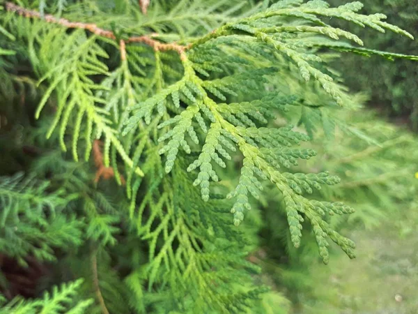Κλάδος Του Incense Cedar Calocedrus Decurrens Thuja Θολή Ροζ Πράσινο — Φωτογραφία Αρχείου