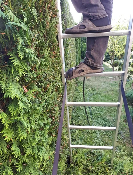 Homem Está Uma Escada Corta Sebe — Fotografia de Stock