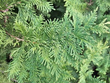 Thuja dalı, Thuja oksidentalis ebediyen yeşil kozalaklı bir ağaçtır.