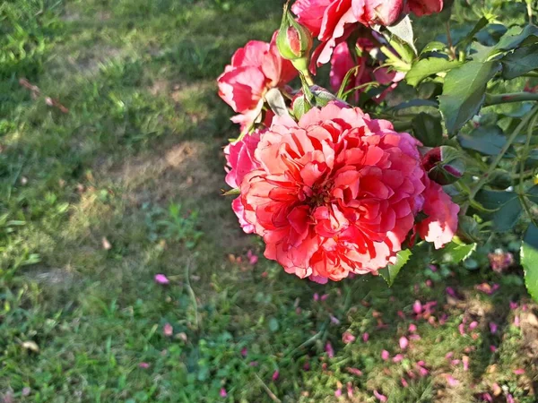 Rose Rose Dans Jardin Plan Rapproché Plante Photo — Photo