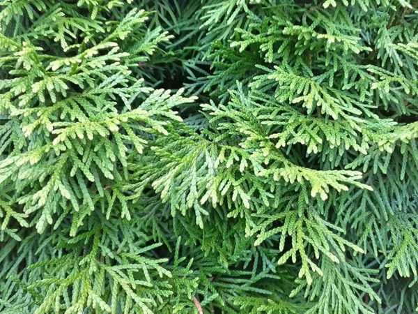 Gałązka Thuja Thuja Occidentalis Wiecznie Zielone Drzewo Iglaste — Zdjęcie stockowe