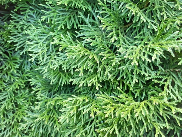 Thuja Twig Thuja Occidentalis Ett Vintergrönt Barrträd — Stockfoto