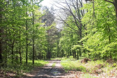 Polonya 'da bahar zamanı ormanda yol