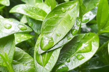 Yağmur damlalı yeşil yapraklar